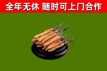 台前回收冬虫夏草