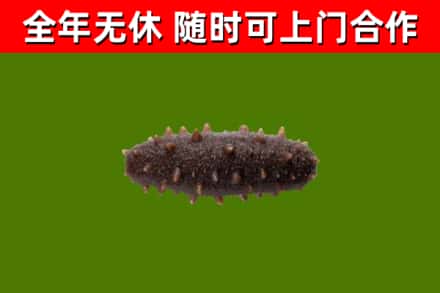 台前回收海参干